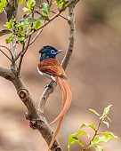 African Paradise-flycatcher Perching