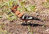 African Hoopoe