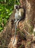 Vervet Monkey