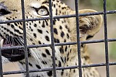 Caged Leopard