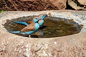 Blue Waxbills Enjoying Birdbath