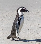 African Penguin