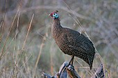 Helmeted Guineafowl Perching