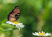 Gaudy Commodore Butterfly on white flower