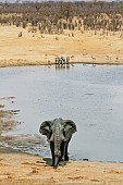 African Elephant Leaving Water