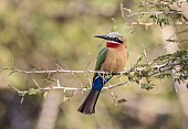 White-fronted Bee-eater