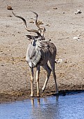 Kudu Antelope at Waterhole