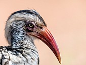 Red-billed Hornbill, Close-up