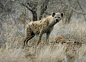 Spotted Hyena on the Prowl