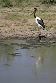 Saddle-billed Stork