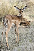 Impala Fawn