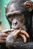 Chimpanzee with Hand to its Mouth