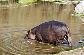 Hippo Entering Pool