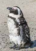 African Penguin