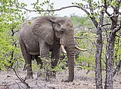 Elephant Bull in Relaxed Mode