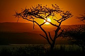 African Acacia Tree at Sunset