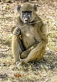 Baboon with Grass Stem