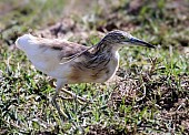 Squacco Heron