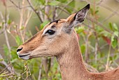 Impala female, Kruger Park