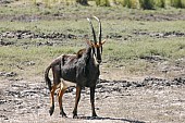 Sable Antelope