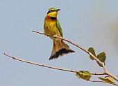 Little Bee-eater