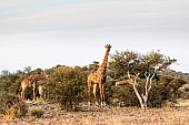 Giraffe Group