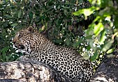 Leopard in Dappled Shade