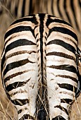 Zebra Rear View, Close-Up