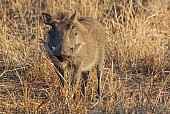 Warthog