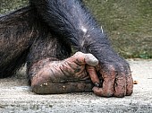 Chimpanzee Hand and Foot, Close-Up