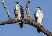 African Hawk Eagle