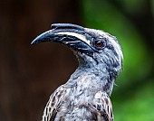 African Grey Hornbill Male, Close-up