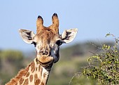 Giraffe Female Portrait