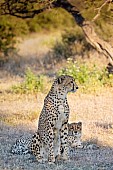 Cheetah Mother with Youngster
