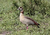 Egyptian Goose