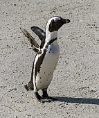 African Penguin