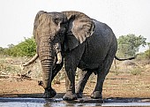 Bull Elephant on Edge of Waterhole