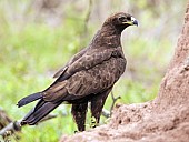 Tawny Eagle