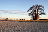 Baobab Tree on Salt Pans