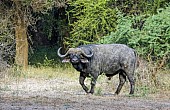 Buffalo Bull on Forest Edge
