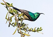 Southern Double-collared Sunbird Against Pale Background