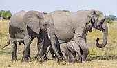 Elephant Mothers and Babies