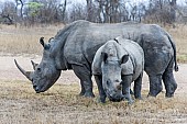 White Rhino Reference Photo