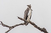 Immature Martial Eagle