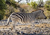 Zebra Trotting