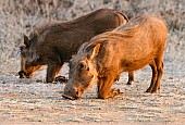 Warthog Foraging