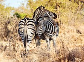 Zebra Pair Being Affectionate