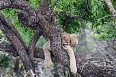 Lion Cub in Tree