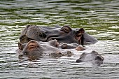 Hippo Pod Dozing