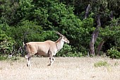 Eland